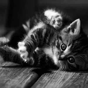 Tableau Chaton noir et blanc